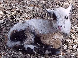 Bencal Farm Barbado and Painted Desert sheep Texas