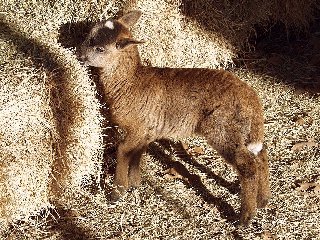 Bencal Farm Barbado and Painted Desert sheep Texas