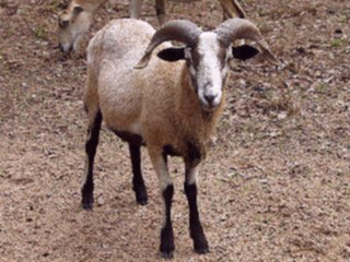 Bencal Farm Barbado and Painted Desert sheep Texas