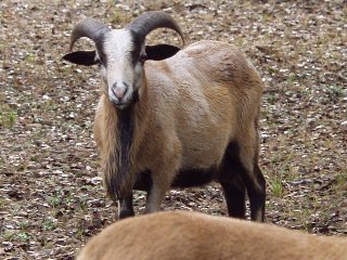 Bencal Farm Barbado and Painted Desert sheep Texas