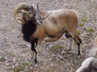 Bencal Farm Barbado and Painted Desert sheep Texas