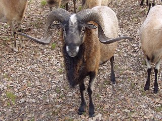 Bencal Farm Barbado and Painted Desert sheep Texas