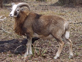 Bencal Farm Barbado and Painted Desert sheep Texas