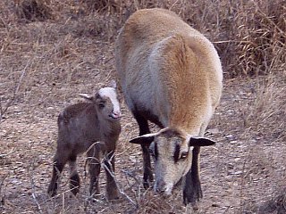 Bencal Farm Barbado and Painted Desert sheep Texas