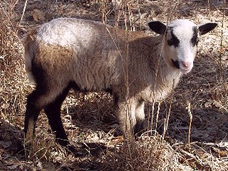 Bencal Farm Barbado and Painted Desert sheep Texas