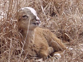 Bencal Farm Barbado and Painted Desert sheep Texas