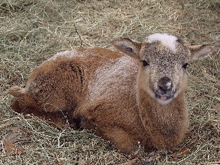 Bencal Farm Barbado and Painted Desert sheep Texas