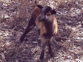 Bencal Farm Barbado and Painted Desert sheep Texas