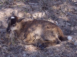 Bencal Farm Barbado and Painted Desert sheep Texas