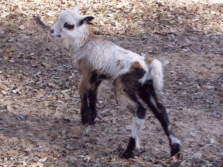 Bencal Farm Barbado and Painted Desert sheep Texas