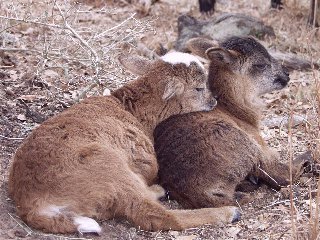 Bencal Farm Barbado and Painted Desert sheep Texas