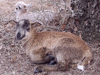 Bencal Farm Barbado and Painted Desert sheep Texas