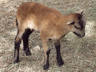 Bencal Farm Barbado and Painted Desert sheep Texas