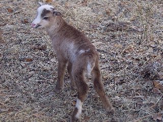 Bencal Farm Barbado and Painted Desert sheep Texas