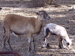 Bencal Farm Barbado and Painted Desert sheep Texas