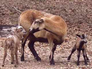 Bencal Farm Barbado and Painted Desert sheep Texas