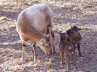 Bencal Farm Barbado and Painted Desert sheep Texas