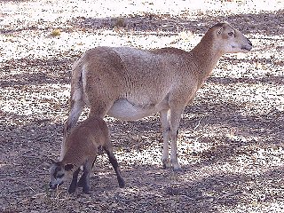 Bencal Farm Barbado and Painted Desert sheep Texas