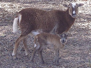 Bencal Farm Barbado and Painted Desert sheep Texas