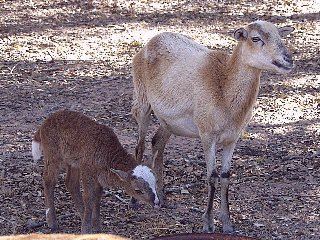 Bencal Farm Barbado and Painted Desert sheep Texas