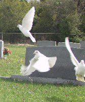 funeral doves