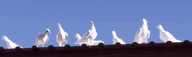 Birds On Roof